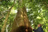 Ấn tượng cây 1.300 năm tuổi trong rừng nguyên sinh Lâm Đồng