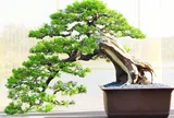 Định giá Bonsai: 10 tiêu chí cốt lõi của người chơi chuyên nghiệp