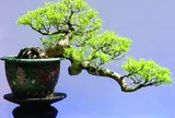 Nghệ nhân Quách Phục và hành trình “Việt hóa” nghệ thuật Bonsai