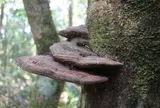 Nấm dược liệu quý bám thân cây cổ thụ trong rừng nguyên sinh ở Lâm Đồng