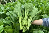 “Siêu rau” lọt Top 11 thế giới, trồng bạt ngàn ở Việt Nam, giá rẻ mà nấu món nào cũng ngon