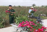 Mô hình ghép tầm xuân nở hoa hồng tại thôn Lý Câu (Hải Phòng): Hiệu quả bước đầu từ thực tiễn