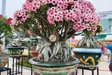 Khai mạc Festival Hoa Sứ 2026: Chủ đề "Sắc hoa Hội tụ"