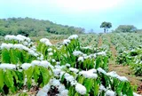 Hoa cà phê nở rực rỡ trên miền đất đỏ Gia Lai trước mùa quả ngọt