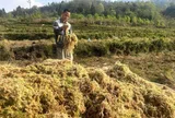 Thứ rêu mọc hoang trên núi cao Lào Cai, nhiều nhà vườn trồng lan đang đổ tiền săn lùng