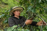 Lạng Sơn xác định danh mục giống ưu tiên, đẩy mạnh tái cơ cấu nông nghiệp giai đoạn 2026 – 2030