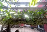 Kỳ 3: Bộ sưu tầm và bảo tồn khổng lồ về gỗ lũa