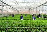 Đà Nẵng ban hành chính sách hỗ trợ khuyến nông từ ngân sách nhà nước