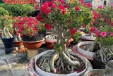 Hoa Sứ Bình Dương: Hành trình 15 năm và "Trái ngọt" đầu tay của anh Đặng Quốc Anh