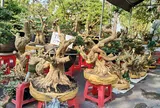 Phôi linh sam – Giá trị của thời gian và sự kiên nhẫn