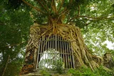 Cây đa cổ thụ 'ôm trọn' cổng phủ trăm năm ở Nghệ An