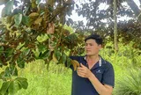 Bỏ chôm chôm, trồng vú sữa tím: Nông dân Cần Thơ thu hơn 300 triệu đồng mỗi năm
