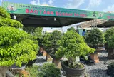 Bảo tàng Bonsai Sa Đéc – Dấu ấn lan tỏa tại Festival Sinh vật cảnh & Cây xanh Di sản lần III
