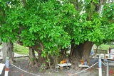 Cây di sản ở Cần Thơ: Gắn bảo tồn thiên nhiên với phát triển du lịch cộng đồng