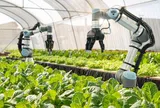 Hà Nội đặt mục tiêu đến năm 2030: 50% vùng sản xuất nông nghiệp tập trung ứng dụng IoT