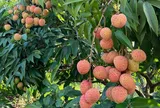 Mất mùa vải thiều, Hải Phòng lấy chất lượng bù sản lượng