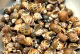 Ốc hương – con đặc sản “khó chiều” nhưng giúp nhiều hộ ven biển Ninh Bình thu tiền tỷ