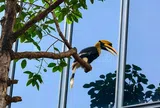 Hồng hoàng - loài chim sắp tuyệt chủng xuất hiện ở trung tâm TP HCM