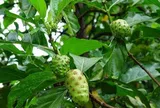 Từ món rau quê đến vị thuốc dân gian: Lá nhàu có công dụng ra sao?