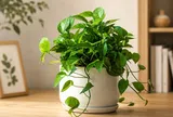 6 loại cây cảnh mini phù hợp căn hộ nhỏ: Dễ sống, đẹp mắt, lọc không khí