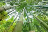 Sơn La muốn biến 143.000 ha rừng tre nứa thành chuỗi giá trị xanh