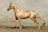 Akhal-Teke: chiến mã nghìn năm tuổi khiến giới siêu giàu trên thế giới mê mẩn