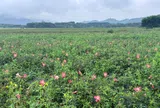 Sâm Bố Chính: Hướng đi mới trong chuyển đổi cơ cấu cây trồng tại Hà Tĩnh