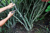 Hướng dẫn kỹ thuật giâm cành hiệu quả, tỷ lệ sống cao