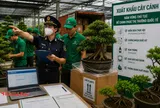 Bài 1 - Xuất khẩu cây cảnh: Nắm vững thủ tục để chinh phục thị trường quốc tế
