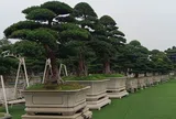 Cục Hải quan hướng dẫn thủ tục xuất nhập khẩu cây cảnh, thú cưng và bò sát
