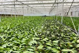 Hiểu đúng CITES để khơi thông nguồn lực cho ngành Hoa – Cây cảnh Việt Nam