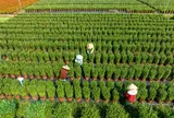 Phát triển hoa, cây kiểng TP.HCM gắn với OCOP và du lịch