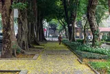 Hà Nội định hình diện mạo mới cho những tuyến phố rợp bóng cây