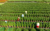 Phát triển hoa, cây kiểng TP.HCM gắn với OCOP và du lịch
