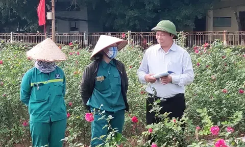 Triển vọng đưa hồng cổ Sa Pa 'xuống phố’
