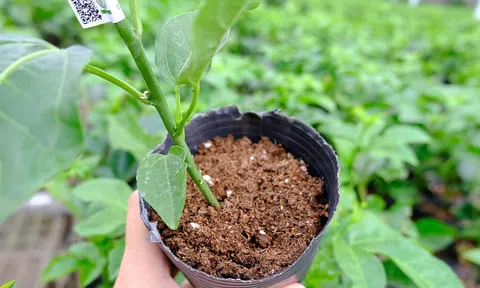 Quy định cách ly 3 tháng với cây trồng nhập khẩu kèm đất