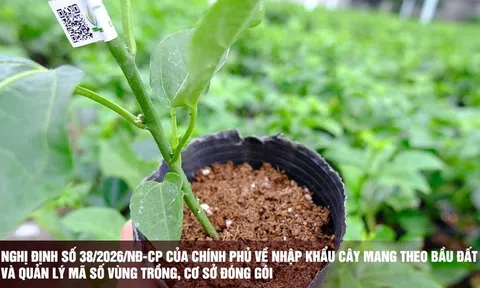 Nghị định số 38/2026/NĐ-CP quy định về nhập khẩu cây mang theo bầu đất và mã số vùng trồng, mã số cơ sở đóng gói.