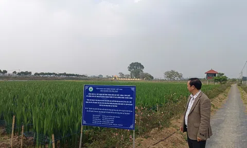 Nghị định số 33/2026/NĐ-CP của Chính phủ: Sửa đổi, bổ sung một số điều của các Nghị định trong lĩnh vực trồng trọt và bảo vệ thực vật