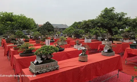 Hội Sinh vật cảnh và Làm vườn Quảng Ninh sẵn sàng cho Triển lãm, dự thi Bonsai nghệ thuật năm 2026