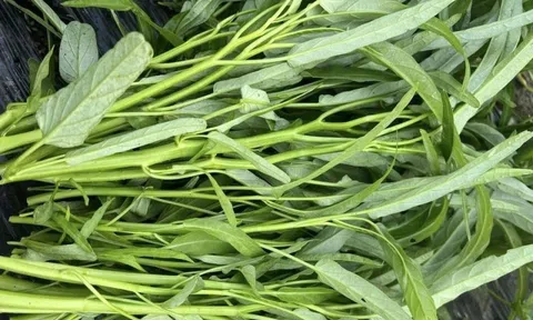 5 loại rau dễ ngấm thuốc trừ sâu nhất: Dân buôn biết rõ nhưng không dám ăn