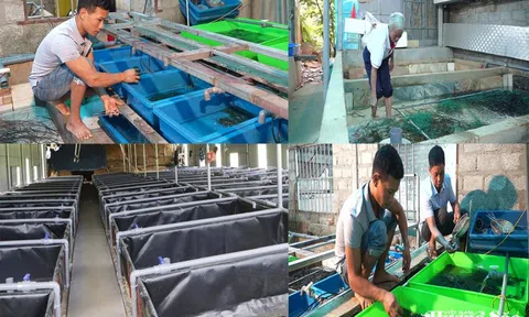 Hà Tĩnh: Nhiều hộ dân nuôi lươn không bùn nâng cao thu nhập, làm giàu ngay ở làng quê