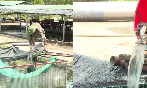 Thành công từ mô hình nuôi cá tầm trên đại ngàn Hà Tĩnh