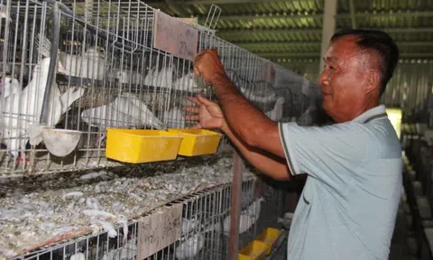 Từ bồ câu Pháp ở Long An đến tổ yến Gia Lai: Hai nông dân kiếm tiền tỷ từ mô hình nuôi chim