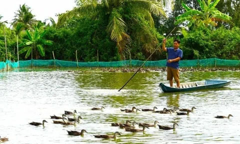 Nông dân miền Tây làm giàu từ mô hình nuôi vịt trời
