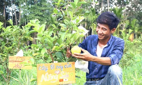 Chàng trai Huế sáng tạo mô hình "nhận nuôi cây vườn nhà", khách ở Nhật vẫn được hái trái từ xa
