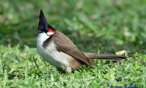 Chim chào mào: Hướng dẫn nuôi, chăm sóc và huấn luyện từ A-Z