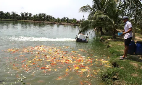 Nuôi cá Koi, gà chọi và sâu canxi, nông dân Hải Phòng thu 2 tỷ đồng mỗi năm