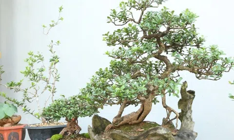 Bonsai Sơn La: Từ thú chơi tao nhã đến mô hình kinh tế hiệu quả