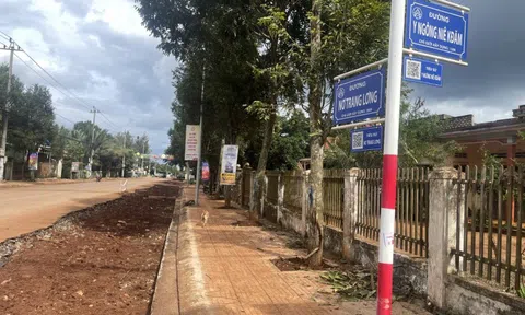 Những hàng cây mới trồng lộn xộn, không theo hàng lối