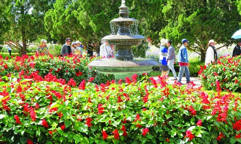 Xác pháo – màu hoa đỏ không tàn trong ký ức